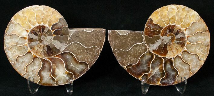 Polished Ammonite Pair - Million Years #15893